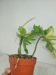 Philodendron Bipennifolium x Florida Beauty Variegata