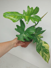 Philodendron Bipennifolium x Florida Beauty Variegata