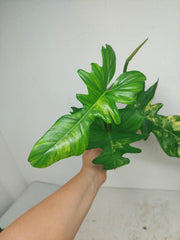 Philodendron Bipennifolium x Florida Beauty Variegata