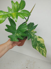 Philodendron Bipennifolium x Florida Beauty Variegata