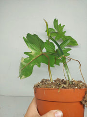 Philodendron Bipennifolium x Florida Beauty Variegata