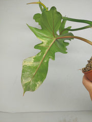 Philodendron Bipennifolium x Florida Beauty Variegata