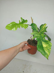 Philodendron Bipennifolium x Florida Beauty Variegata