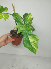 Philodendron Bipennifolium x Florida Beauty Variegata