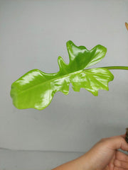Philodendron Bipennifolium x Florida Beauty Variegata