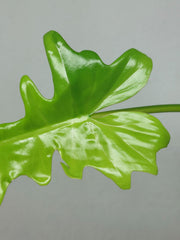 Philodendron Bipennifolium x Florida Beauty Variegata