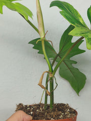 Philodendron Bipennifolium x Florida Beauty Variegata