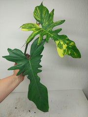 Philodendron Bipennifolium x Florida Beauty Variegata