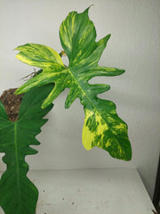 Philodendron Bipennifolium x Florida Beauty Variegata