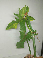 Philodendron Bipennifolium x Florida Beauty Variegata