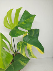 Monstera Aurea