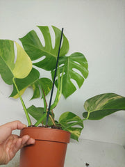 Monstera Aurea