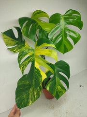 Monstera Aurea