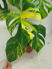 Monstera Aurea