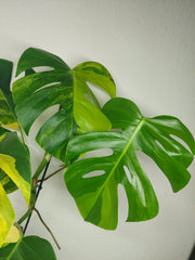 Monstera Aurea