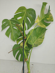 Monstera Aurea