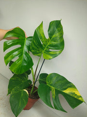 Monstera Aurea