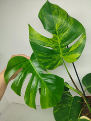 Monstera Aurea
