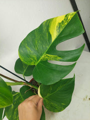 Monstera Aurea