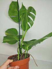 Monstera Aurea