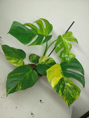 Monstera Aurea