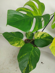 Monstera Aurea