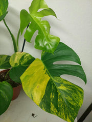 Monstera Aurea
