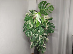 Monstera Variegata buschig