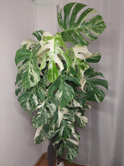 Monstera Variegata buschig