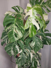 Monstera Variegata buschig