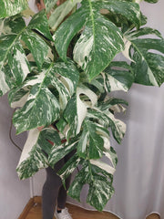 Monstera Variegata buschig