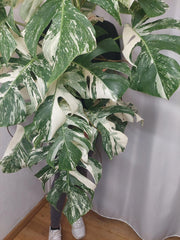 Monstera Variegata buschig