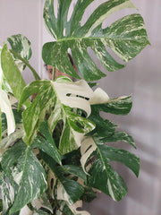 Monstera Variegata buschig