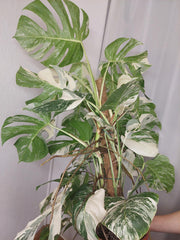 Monstera Variegata buschig