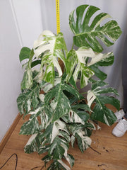 Monstera Variegata buschig