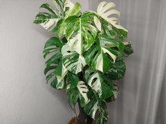 Monstera Variegata buschig