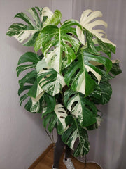 Monstera Variegata buschig