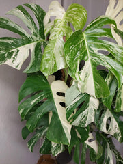 Monstera Variegata buschig