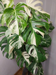 Monstera Variegata buschig