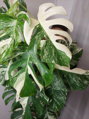 Monstera Variegata buschig
