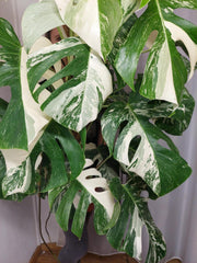 Monstera Variegata buschig