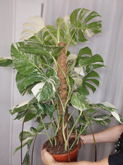 Monstera Variegata buschig