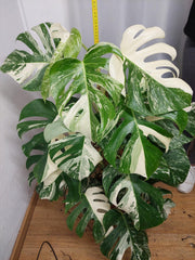 Monstera Variegata buschig