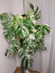 Monstera Variegata buschig