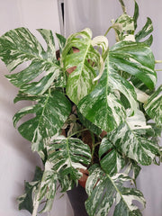 Monstera Variegata buschig