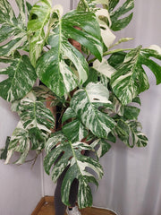 Monstera Variegata buschig