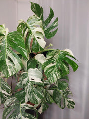 Monstera Variegata buschig