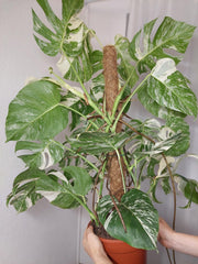Monstera Variegata buschig