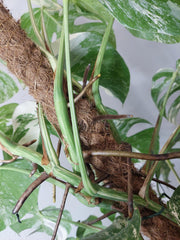Monstera Variegata buschig