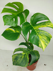 Monstera Aurea